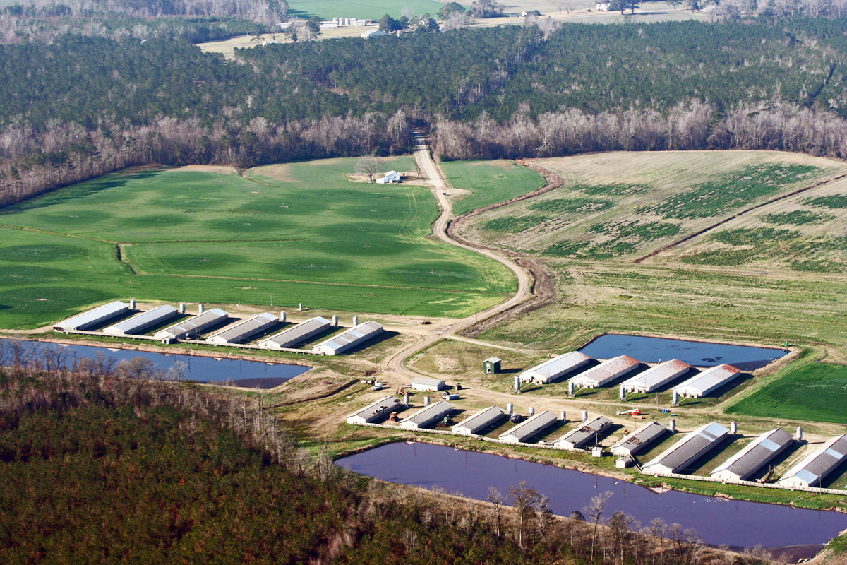 North Carolina hog farm